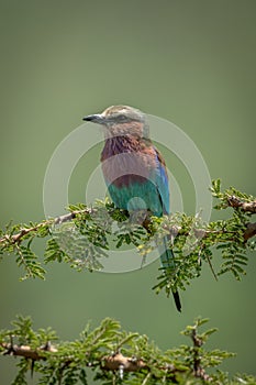 Lilac-breasted roller on leafy branch looking left