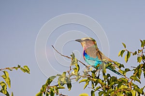Lilac breasted roller looking left
