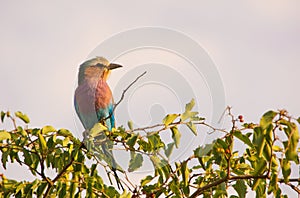 Lilac breasted roller looking right