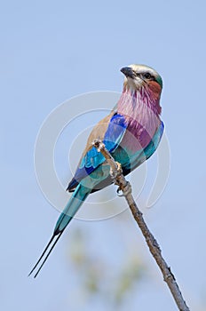 Lilac-breasted Roller looking to side