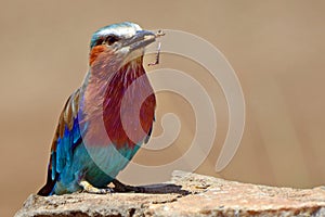 Lilac-breasted roller, Maasai Mara Game Reserve, Kenya