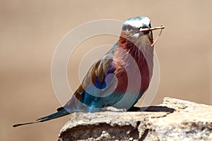 Lilac-breasted roller, Maasai Mara Game Reserve, Kenya