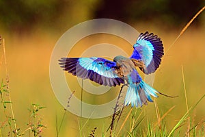 Lilac-breasted roller, Maasai Mara Game Reserve, Kenya