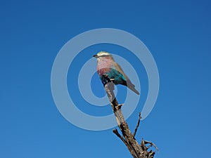 Lilac-breasted roller in Maasai Mara, Kenya