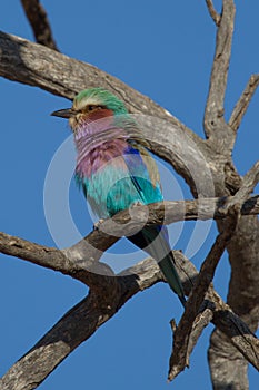 Lilac-Breasted Roller, Madikwe Game Reserve