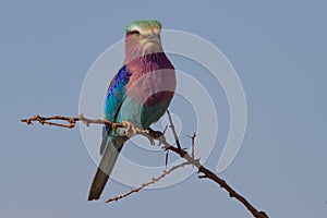 Lilac-Breasted Roller, Madikwe Game Reserve