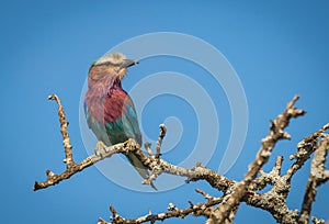 Lilac breasted roller in Masai Mara, Kenia