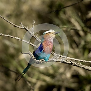 Lilac-breasted Roller Masai mara Kenya