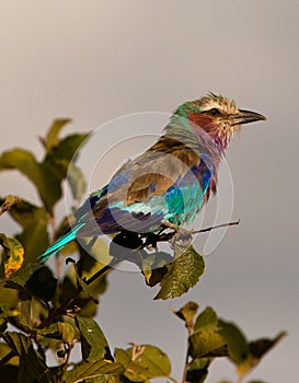 Lilac-breasted Roller in morning light