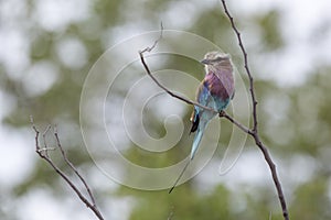 Lilac breasted roller with natural blur background in Kruger National park, South Africa