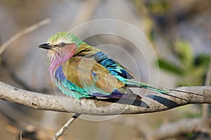 Lilac breasted Roller - Peace symbol in Africa