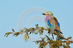 Lilac breasted roller perched on a branch