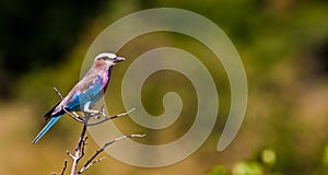 Lilac Breasted Roller Perched on a branch