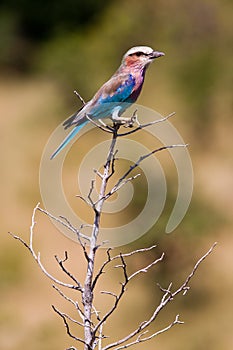 Lilac Breasted Roller Perched on a branch