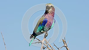 Lilac-breasted roller perched on a branch, Etosha National Park, Namibia