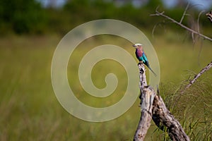 Lilac-breasted roller perched on branch