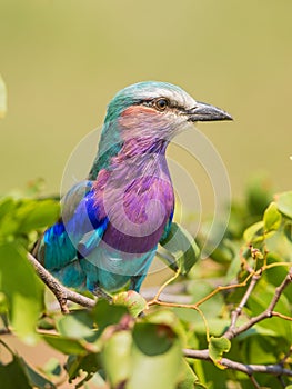Lilac breasted roller perched in bush