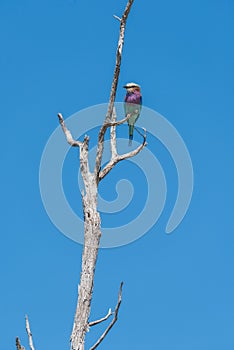 Lilac-breasted roller perched on dead tree branch