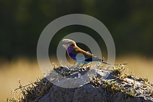 Lilac-breasted Roller perched high on a dead limb