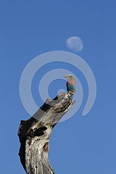 Lilac-breasted Roller perched high on a dead limb with the moon behind