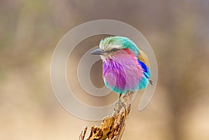 Lilac Breasted Roller Perched photo