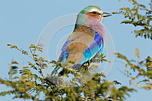 Lilac-breasted roller perched on a tree