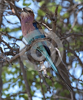 Lilac-breasted roller perched on a tree branch