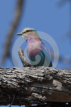 Lilac breasted roller perched a tree branch