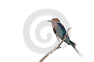 A lilac-breasted roller perched on a tree branch