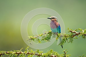 Lilac-breasted roller perches on thornbush in sunshine
