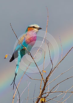 Lilac-breasted roller photographed in South Africa.