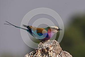 Lilac breasted roller posing