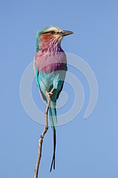 Lilac breasted Roller in profile perched on flimsy twig in Kruger Park, South Africa