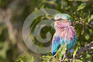 Lilac breasted roller in the Sabi sands.