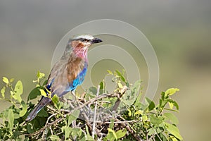 Lilac breasted roller in Samburu, Kenya, Africa