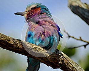 Lilac Breasted Roller sat on a branch at Chester Zoo UK