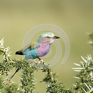 Lilac-breasted Roller in the serengeti, tanzania