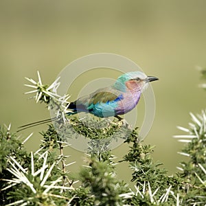 Lilac-breasted Roller in the serengeti, tanzania