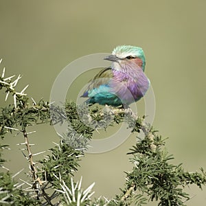 Lilac-breasted Roller in the serengeti, tanzania