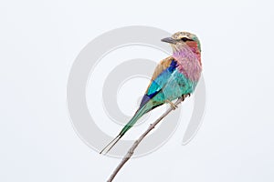 Lilac-breasted roller sits on a branch in the Kruger Park