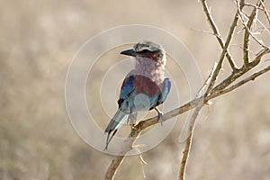 Lilac-breasted Roller that sits on a dry bush branch in the African savannah