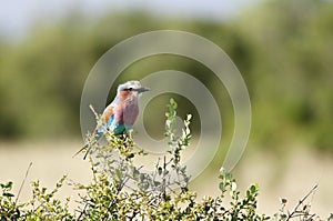 A Lilac-breasted roller on sitting on Acacia branch