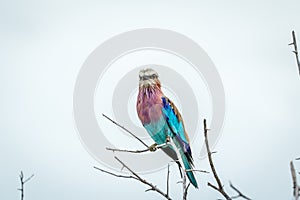 Lilac-breasted roller sitting on a branch.