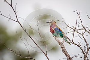 Lilac-breasted roller sitting on a branch.