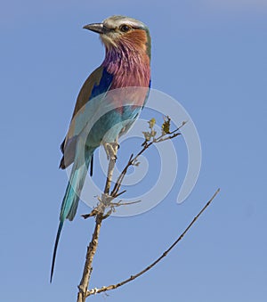 Lilac Breasted Roller sitting on a dead branch