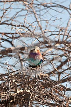 Lilac Breasted Roller sitting on a tree branch