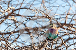 Lilac Breasted Roller sitting on a tree branch
