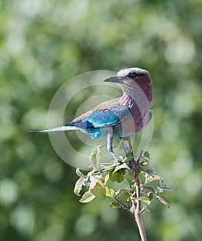 Lilac breasted roller sitting on a tree branch, Caprivi strip, Namibia photo