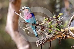 Lilac-Breasted Roller, Kenya, Africa