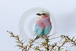 Lilac-Breasted Roller